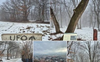 Padurea-Hoia-e1769613546228.jpg - StiriFresh