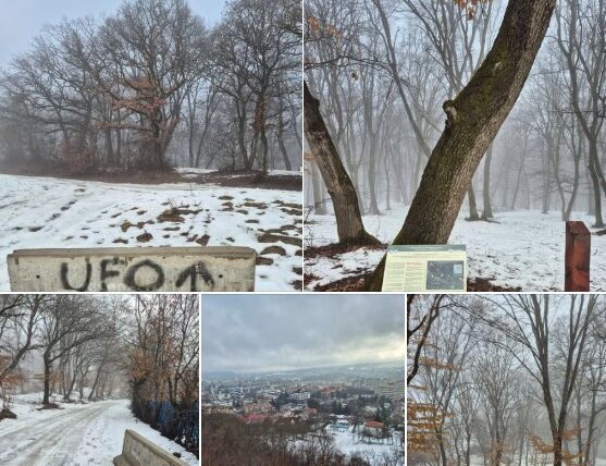 Padurea-Hoia-e1769613546228.jpg - StiriFresh