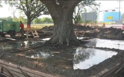 Taiat.jpg - StiriFresh