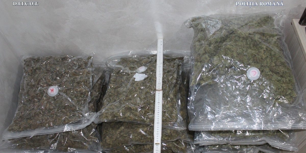 canabis.jpeg - StiriFresh