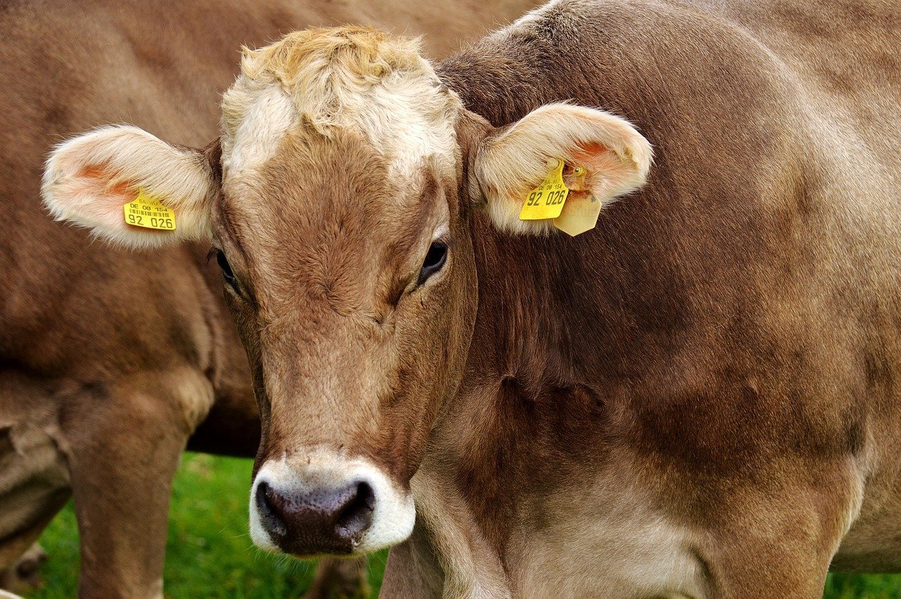 Peste 20 de bovine au fost salvate de la înec, după ce au căzut într-un iaz din satul Pocoleni, din comuna Rădăşeni, județul Suceava