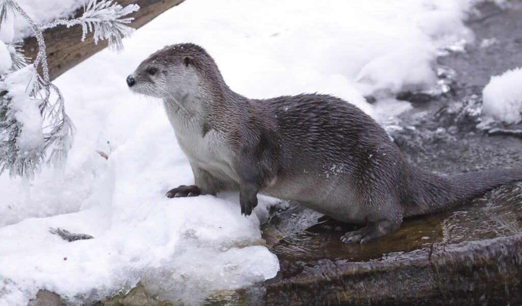 dreamstime_m_17303431-1024x683.jpg - StiriFresh