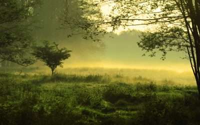 dreamstime_m_4953634.jpg - StiriFresh