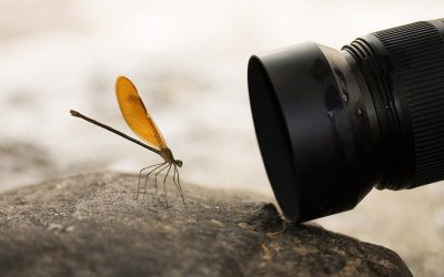 macro-foto.jpg - StiriFresh