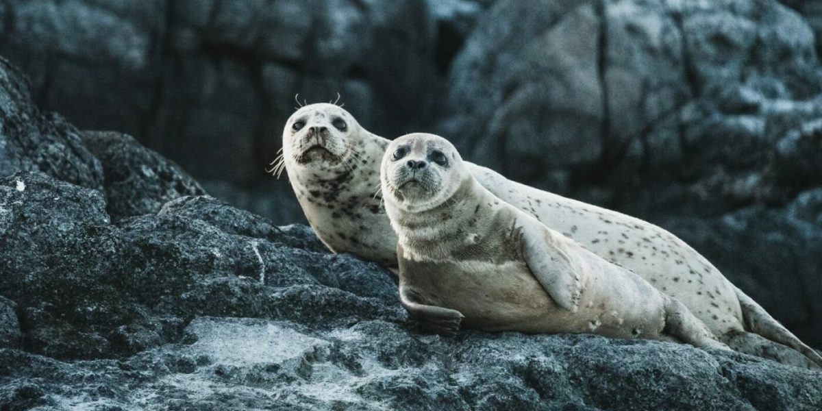 neil-cooper-uwI8R_FyLrI-unsplash-e1670244406712.jpg - StiriFresh