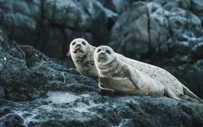 neil-cooper-uwI8R_FyLrI-unsplash-e1670244406712.jpg - StiriFresh