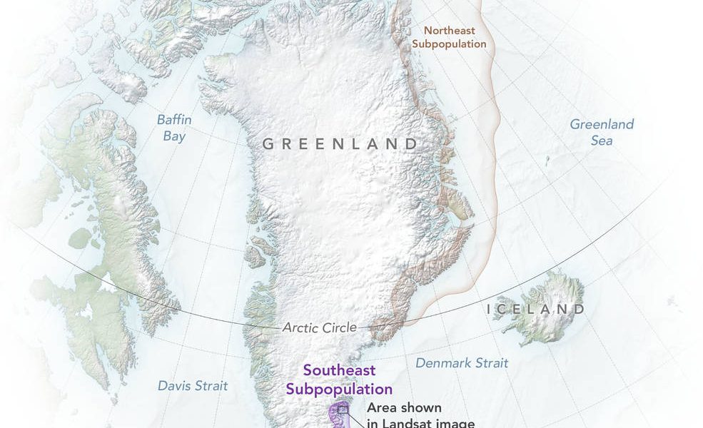 polarbears_greenland_map_2022_lrg.jpg - StiriFresh
