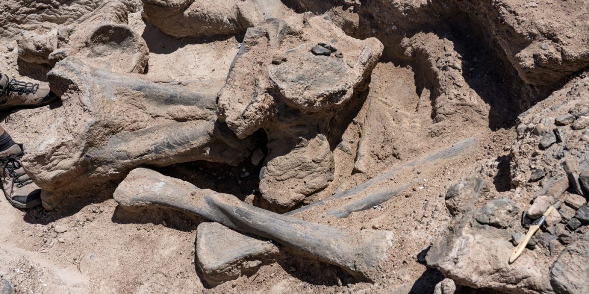 Oase-de-dinozaur.jpg - StiriFresh