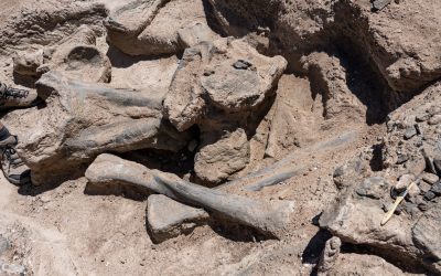 Fosilele unui mic dinozaur sud-american, recent descoperite în Spania, stârnesc o dezbatere aprinsă în comunitatea științifică privind evoluția și filogenia speciilor preistorice