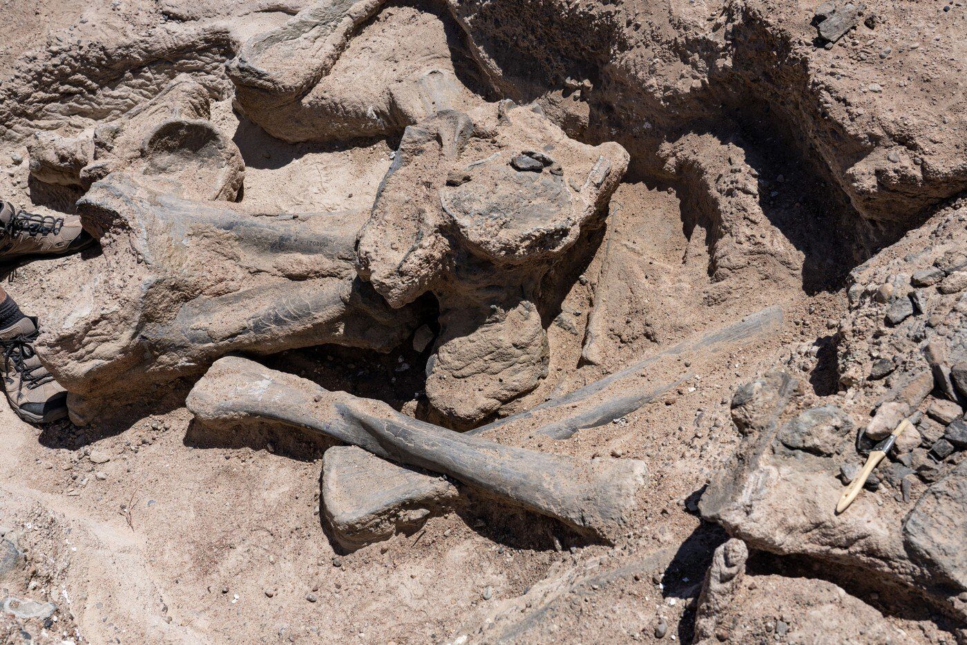 Fosilele unui mic dinozaur sud-american, recent descoperite în Spania, stârnesc o dezbatere aprinsă în comunitatea științifică privind evoluția și filogenia speciilor preistorice