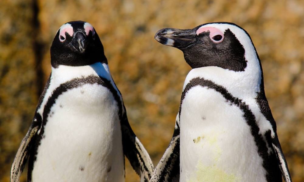 Pinguini-africani.jpg - StiriFresh