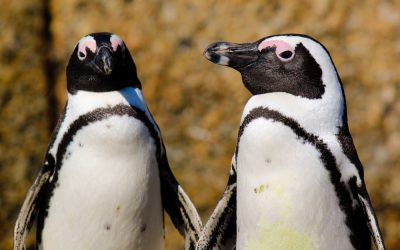 Pinguini-africani.jpg - StiriFresh