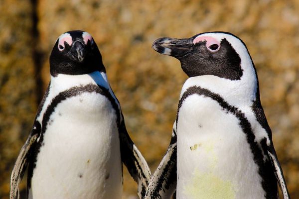 Pinguini-africani.jpg - StiriFresh