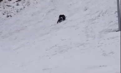 Screenshot-2026-02-05-135404.png - StiriFresh