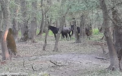 Salvarea cailor sălbăticiți din Delta Dunării devine o misiune de urgență după ce un apel venit de la localnici scoate la lumină un fenomen dramatic: sute de cai care trăiesc în libertate în inima Deltei au rămas periculos izolați, în condiții precare, fiind nevoie de intervenții rapide pentru a preveni o tragedie