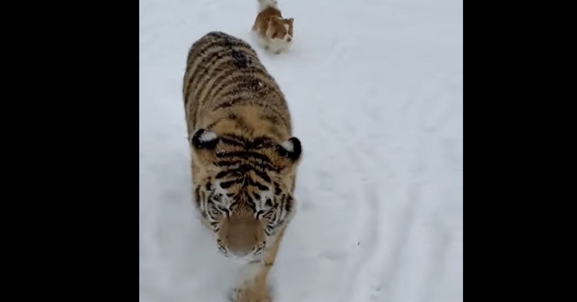 tigru-siberian.jpg - StiriFresh