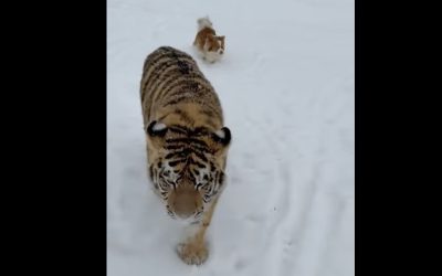 tigru-siberian.jpg - StiriFresh