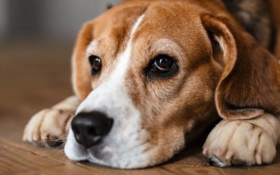 Studiu revelator: Cum afectează excesul de afecțiune gesturile umane asupra câinilor Un studiu recent scoate în evidență o realitate adesea ignorată de mulți iubitori de animale: gesturile de afecțiune utilizate de oameni pot deveni, în anumite situații, surse de stres pentru câini