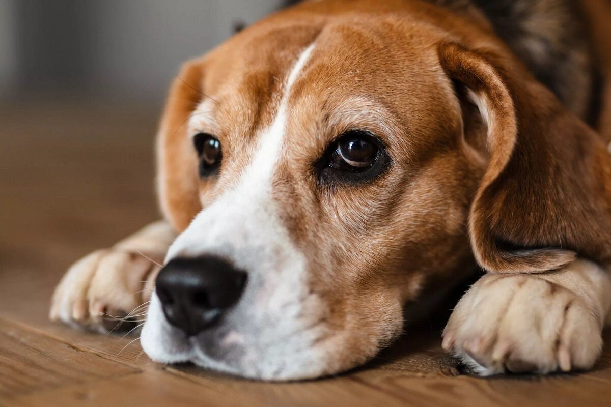 Studiu revelator: Cum afectează excesul de afecțiune gesturile umane asupra câinilor Un studiu recent scoate în evidență o realitate adesea ignorată de mulți iubitori de animale: gesturile de afecțiune utilizate de oameni pot deveni, în anumite situații, surse de stres pentru câini