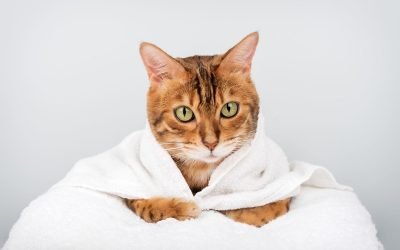 Topul raselor de pisici cele mai energice și jucăușe