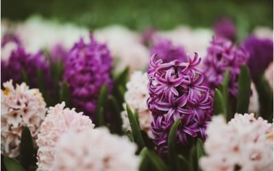 Când și cum să plantezi zambilele după ofilire în grădină