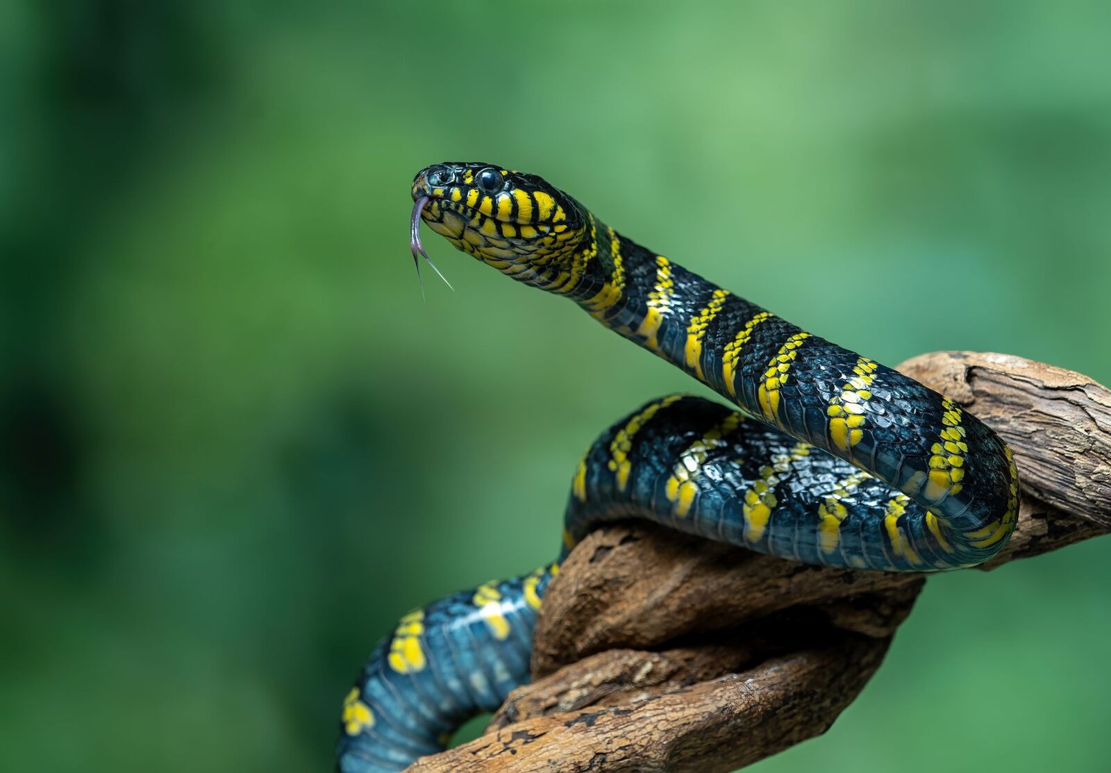 Cum pot șerpii să se ridice fără membre? O descoperire revoluționară în biologie vine să răspundă la această întrebare care a fascinat cercetătorii de decenii întregi