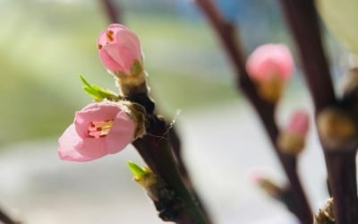 Primăvara astronomică începe oficial pe 20 martie, odată cu echinocțiul de primăvară din 2026, marcând momentul în care ziua și noaptea se egalizează în întreaga lume