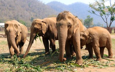 Finlandezii despre bancul cu elefantul: ce părere au?