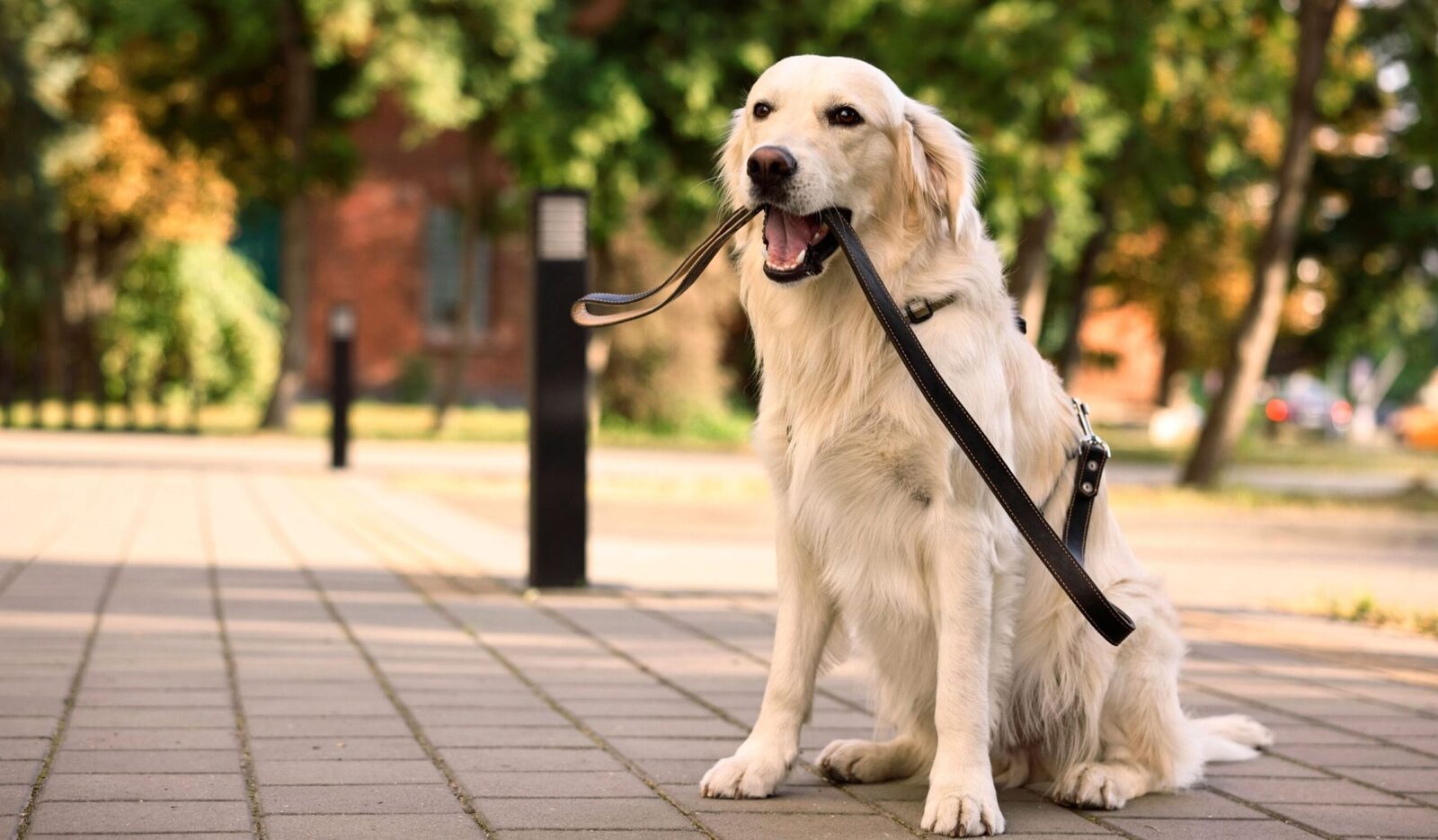 Golden Retriever și oameni, mai apropiați decât pare