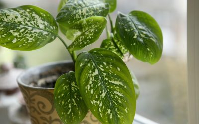 Alegerea locului potrivit pentru plantele de apartament nu este doar o chestiune de preferință estetică, ci o condiție esențială pentru sănătatea și dezvoltarea lor