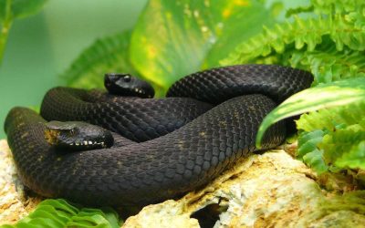 Prezența șerpilor în curțile românești devine tot mai frecventă în ultimele sezoane, ceea ce ridică întrebări despre modul în care putem preveni aceste întâlniri neprevăzute și despre ce semnale le trimit mediului nostru