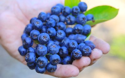 Alimentele „uitate” pot fi soluția neașteptată pentru o alimentație diversificată și sănătoasă Într-un peisaj alimentar dominat de afine, quinoa, turmeric și varza kale, specialiștii avertizează că tendința de a considera aceste superalimente ca fiind singurele surse de sănătate este mai mult o modă și o strategie de marketing decât o realitate nutrițională