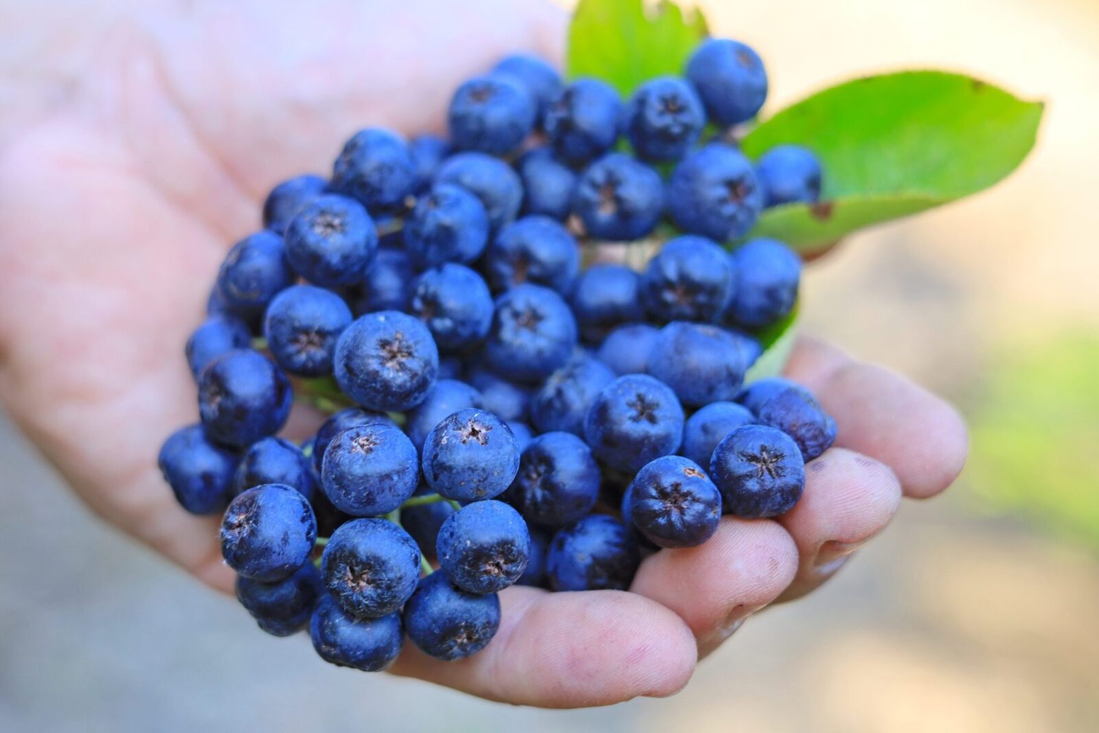 Alimentele „uitate” pot fi soluția neașteptată pentru o alimentație diversificată și sănătoasă Într-un peisaj alimentar dominat de afine, quinoa, turmeric și varza kale, specialiștii avertizează că tendința de a considera aceste superalimente ca fiind singurele surse de sănătate este mai mult o modă și o strategie de marketing decât o realitate nutrițională