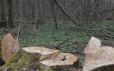 Gură de oxigen pentru București: pădurea Băneasa ar putea deveni parc natural Bucureștiul se află din nou într-un război acerb cu defrișările ilegale, iar anunțul de a transforma pădurea Băneasa într-un parc natural și arie protejată aduce o rază de speranță pentru capitala sufocată de poluare și urbanizare haotică