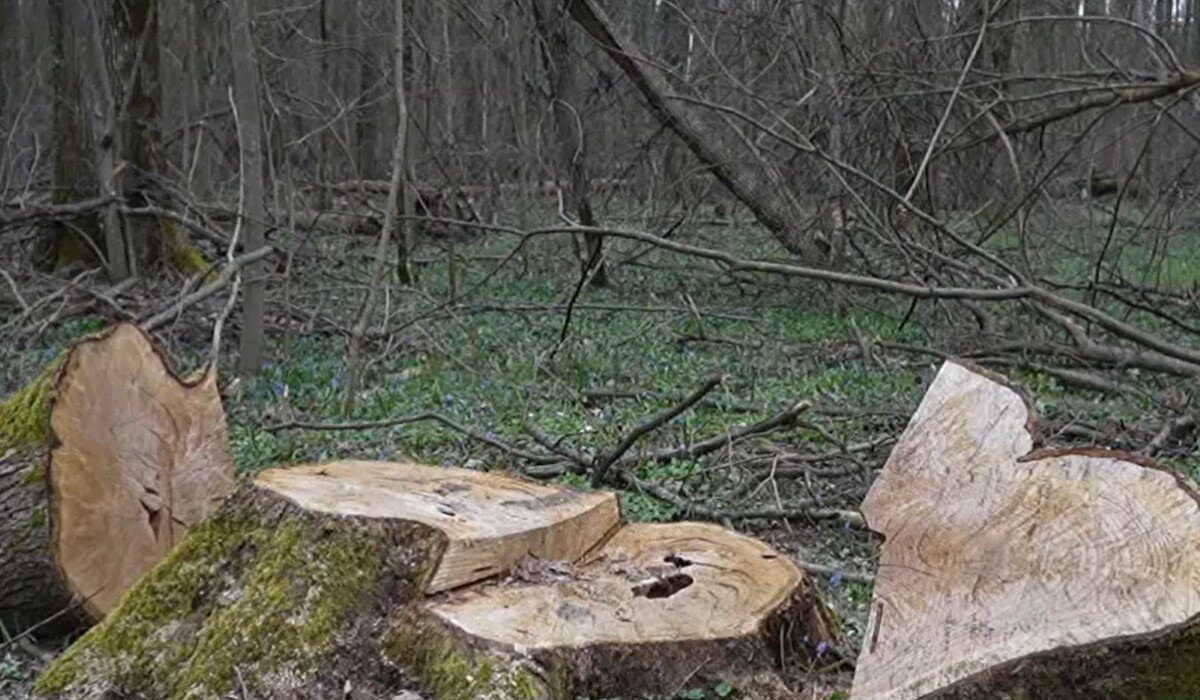 Gură de oxigen pentru București: pădurea Băneasa ar putea deveni parc natural Bucureștiul se află din nou într-un război acerb cu defrișările ilegale, iar anunțul de a transforma pădurea Băneasa într-un parc natural și arie protejată aduce o rază de speranță pentru capitala sufocată de poluare și urbanizare haotică