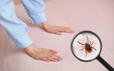 Ploșnițele devin, din ce în ce mai frecvent o problemă în multe locuințe din România, iar identificarea rapidă a zonelor infestate este esențială pentru a controla răspândirea acestor insecte deranjante și potențial dăunătoare