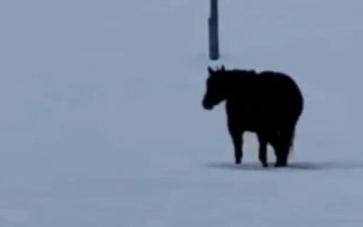 Privind tot mai mult, devin din ce în ce mai confuz