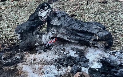 Apariție controversată a avioanelor deasupra graniței cu Ucraina: autorizație oficială pentru intervenție aeriană Vineri seară, în contextul tensionat al frontierelor estice ale României, avioane de vânătoare ale Forțelor Aeriene au fost mobilizate pentru interceptarea unor ținte aeriene suspecte în apropierea graniței cu Ucraina