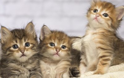 Pisicile, aliați neașteptați în lupta contra cancerului uman, conform unui studiu revoluționar O descoperire surprinzătoare din lumea geneticii oferă o perspectivă nouă asupra tratamentului cancerului la oameni