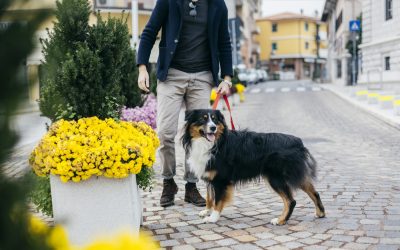 Plimbarea câinilor în spațiile publice trebuie să fie responsabilă, iar regulile legale sunt clar orientate către siguranța și igiena comunității