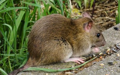 Primăvara, momentul în care natura renaște, aduce și un val de provocări pentru cei care își doresc să păstreze curățenia și liniștea în grădina lor