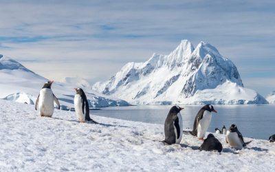 Antarctica, continentul înghețat despre care s-a crezut mult timp că ar fi mai aproape de a fi o rezervă naturală imună la efectele încălzirii globale, își schimbă în mod alarmant imaginea