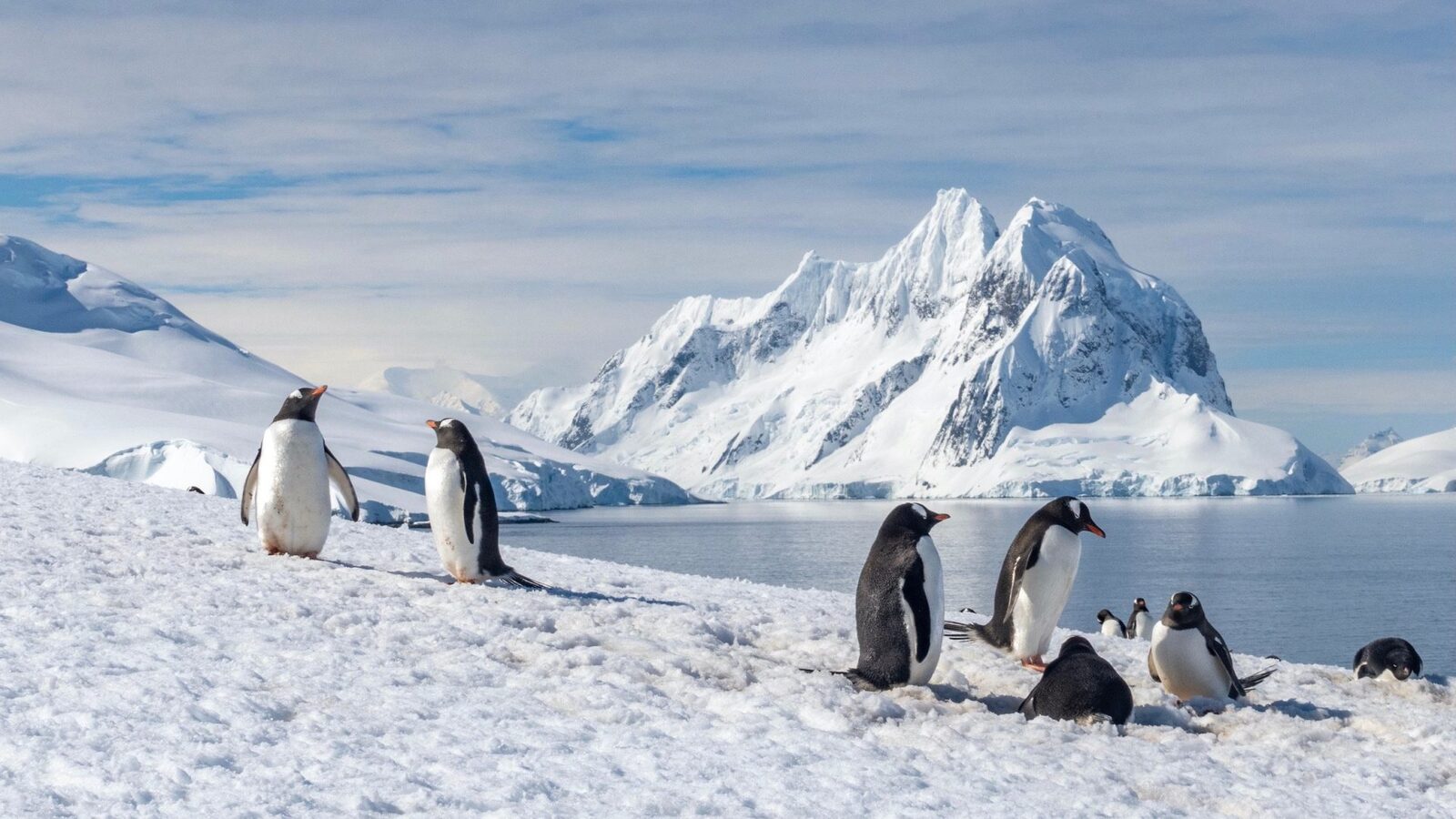 Antarctica, continentul înghețat despre care s-a crezut mult timp că ar fi mai aproape de a fi o rezervă naturală imună la efectele încălzirii globale, își schimbă în mod alarmant imaginea