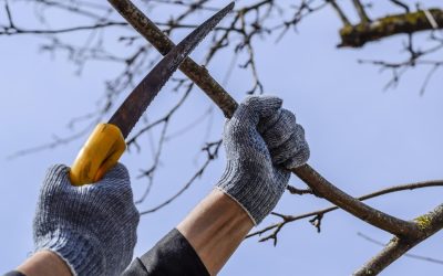 Primăvara reprezintă momentul ideal pentru a începe actele de îngrijire în grădină, însă, în același timp, poate deveni o perioadă delicată pentru anumite specii de arbuști