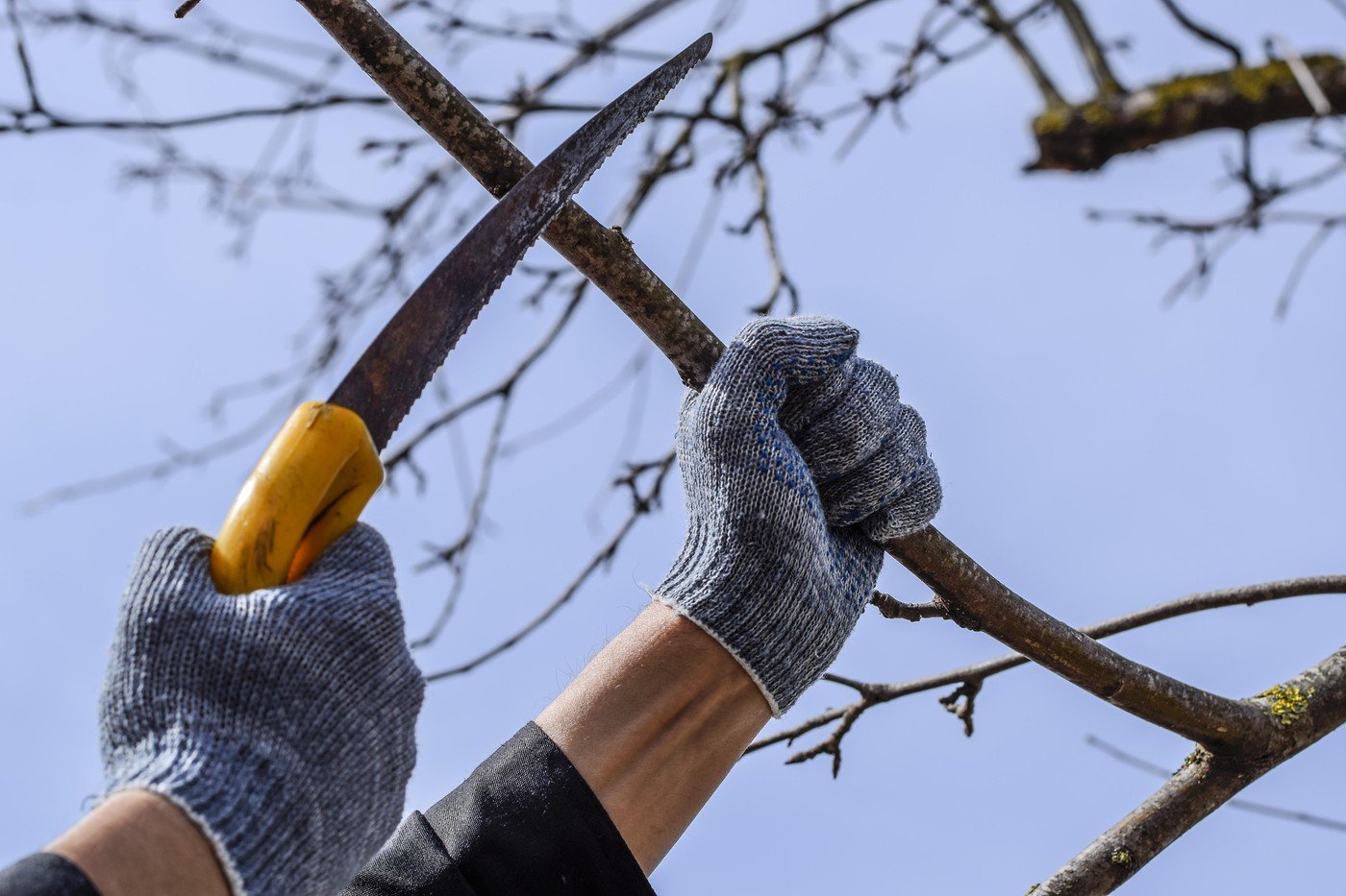 Primăvara reprezintă momentul ideal pentru a începe actele de îngrijire în grădină, însă, în același timp, poate deveni o perioadă delicată pentru anumite specii de arbuști