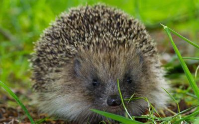 Descoperire în biologia aricilor: ultrasunetele, o posibilă soluție pentru reducerea accidentelor O descoperire recentă din domeniul biologiei ar putea schimba modul în care protejăm aricii și alte specii sălbatice vulnerabile în zonele în care traficul rutier devine tot mai periculos