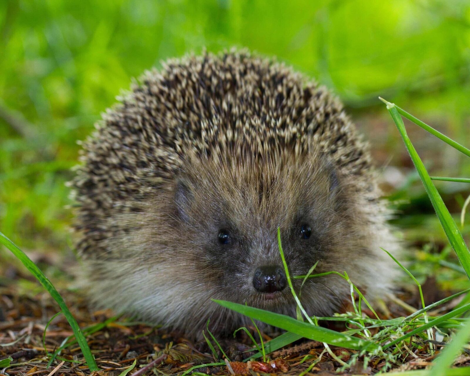 Descoperire în biologia aricilor: ultrasunetele, o posibilă soluție pentru reducerea accidentelor O descoperire recentă din domeniul biologiei ar putea schimba modul în care protejăm aricii și alte specii sălbatice vulnerabile în zonele în care traficul rutier devine tot mai periculos