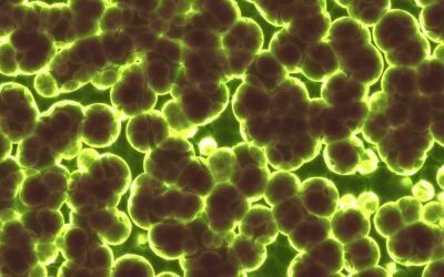 O descoperire surprinzătoare despre viața în medii extreme: bacterii antarctice capabile să supraviețuiască absorbind gaze din atmosferă Oamenii de știință din Australia au făcut o descoperire remarcabilă în domeniul biologiei extremofile: bacterii din Antarctica pot supraviețui în condiții extrem de dure, consumând gaze din atmosferă și adaptându-se la o gamă atât de largă de temperaturi încât depășește cu mult limitele ce păreau a fi impuse de mediul lor natural