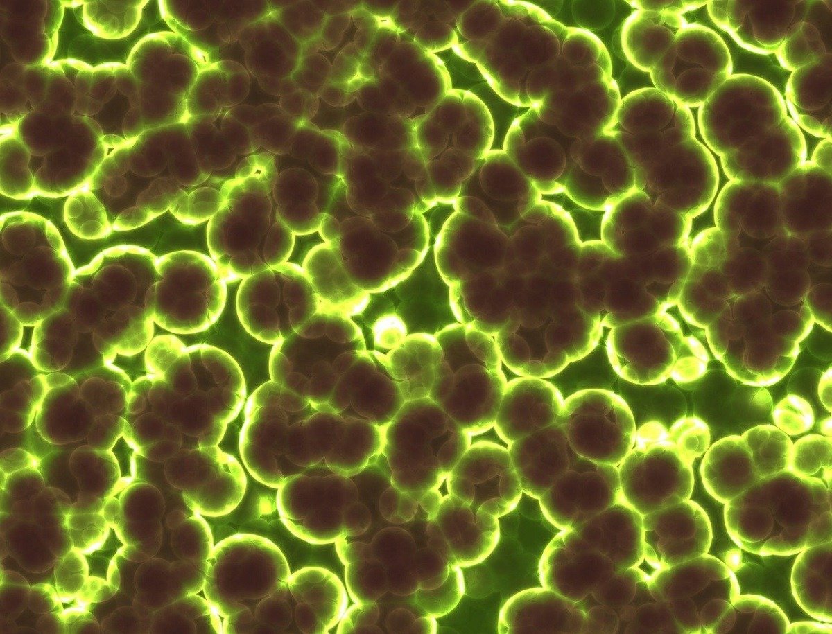 O descoperire surprinzătoare despre viața în medii extreme: bacterii antarctice capabile să supraviețuiască absorbind gaze din atmosferă Oamenii de știință din Australia au făcut o descoperire remarcabilă în domeniul biologiei extremofile: bacterii din Antarctica pot supraviețui în condiții extrem de dure, consumând gaze din atmosferă și adaptându-se la o gamă atât de largă de temperaturi încât depășește cu mult limitele ce păreau a fi impuse de mediul lor natural