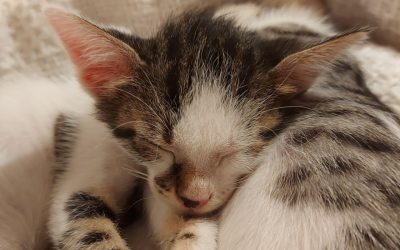 Weekend-ul acesta devine scena principală pentru iubitorii de animale din România, odată cu desfășurarea evenimentului considerat „Oscarurile lumii felinelor”, la București